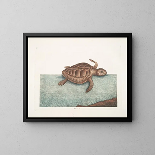 Mark Catesby - Testudo c The LoggerheadTurtle.webp