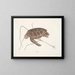 Tartaruga verde - Mark Catesby — quadro incorniciato alla parete