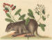 Le coney des Bahamas - Mark Catesby — vista dell’opera