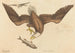 Le Pygargue à tête blanche (Falco leucocephalus) - Mark Catesby — vista dell’opera
