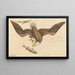 Le Pygargue à tête blanche (Falco leucocephalus) - Mark Catesby — quadro incorniciato alla parete