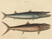 Le barracuda - Mark Catesby — vista dell’opera