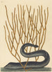 La Murène Noire Muraenae helenae varietas - Mark Catesby — vista dell’opera