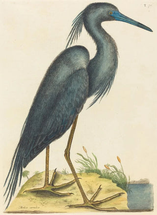 Mark Catesby - The Blue Heron Ardea coerulea.webp