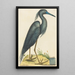 Le Héron Bleu Ardea coerulea - Mark Catesby — quadro incorniciato alla parete