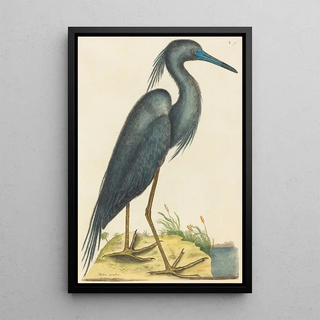 Mark Catesby - The Blue Heron Ardea coerulea.webp