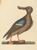 Le Canard souchet à ailes bleues Anas clypeata foemina - Mark Catesby — vista dell’opera