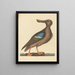 Le Canard souchet à ailes bleues Anas clypeata foemina - Mark Catesby — quadro incorniciato alla parete
