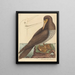 Le fou Pelecanus sula - Mark Catesby — quadro incorniciato alla parete