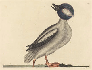Il papero con testa di bufalo - Mark Catesby — vista dell’opera