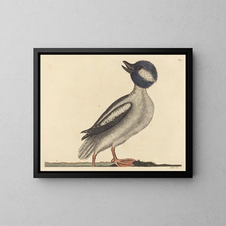 Il papero con testa di bufalo - Mark Catesby — quadro incorniciato alla parete