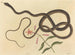 Il serpente frusta di coachwhip - Mark Catesby — vista dell’opera