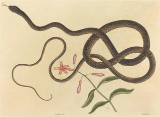 Il serpente frusta di coachwhip - Mark Catesby — vista dell’opera
