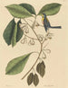 Le Grimpereau des pins Parus americanus - Mark Catesby — vista dell’opera