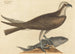 Falco haliaetus - Mark Catesby — vista dell’opera