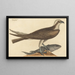 Falco haliaetus - Mark Catesby — quadro incorniciato alla parete