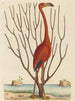 Le fenicottero rosa Phoenicopterus ruber - Mark Catesby — vista dell’opera