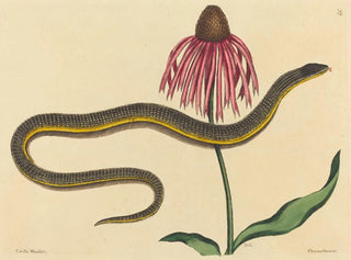 Il serpente di vetro Anguis ventralis - Mark Catesby — vista dell’opera