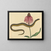 Il serpente di vetro Anguis ventralis - Mark Catesby — quadro incorniciato alla parete