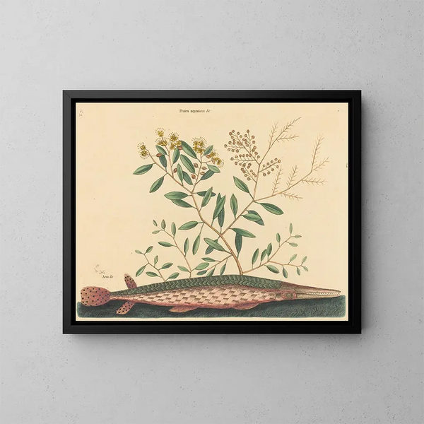 Il pesce-verde Esox osseus - Mark Catesby — quadro incorniciato alla parete