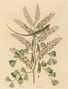 Il lucertolone verde della Giamaica Lacerta bullaris - Mark Catesby — vista dell’opera