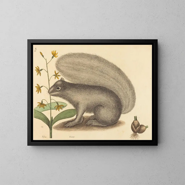 Le tamia gris - Mark Catesby — quadro incorniciato alla parete