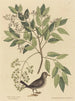 La Tourterelle terrestre Columba passerina - Mark Catesby — vista dell’opera