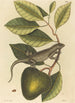 L'Iguane Lacerta Iguana - Mark Catesby — vista dell’opera