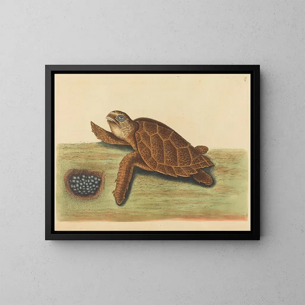 La tartaruga imbriacata - Mark Catesby — quadro incorniciato alla parete