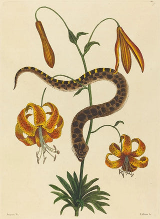 Mark Catesby - The Hognose Snake Boa contortrix.webp