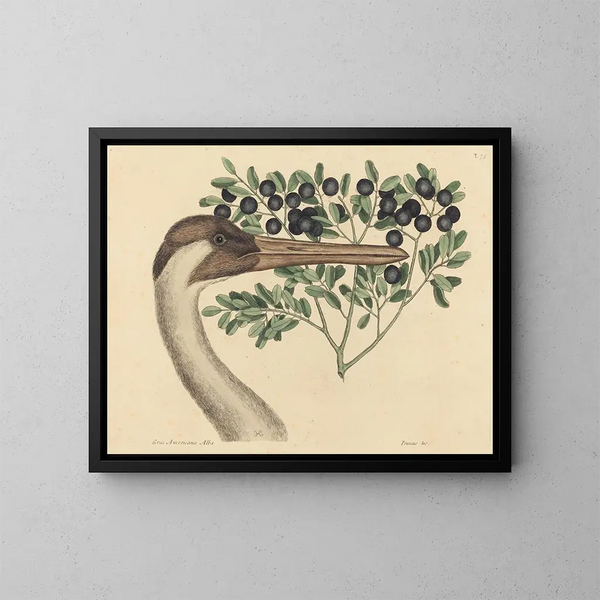 La Gru del Canada Ardea americana - Mark Catesby — quadro incorniciato alla parete