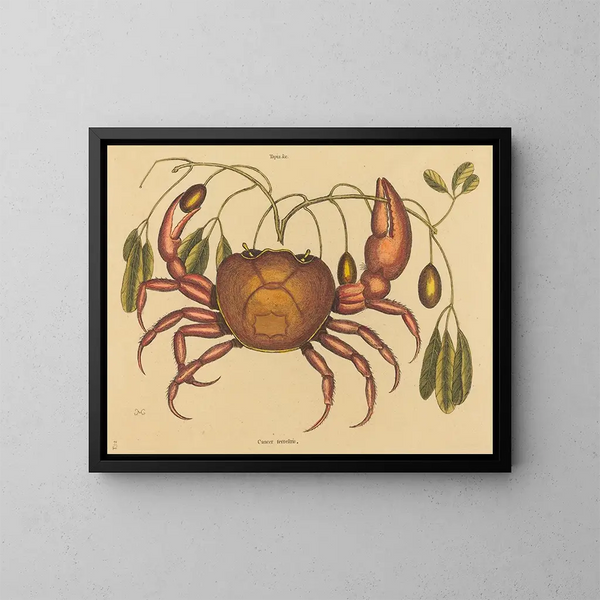 Il granchio terrestre Cancer ruricola - Mark Catesby — quadro incorniciato alla parete