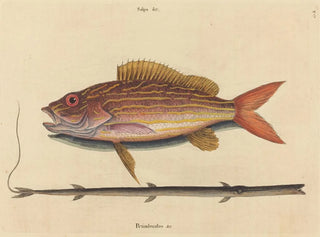 Mark Catesby - The Lanesnapper Sparus synagris.webp