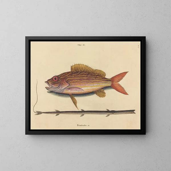 Le sparus synagris - Mark Catesby — quadro incorniciato alla parete