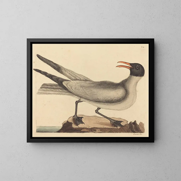 La mouette rieuse - Mark Catesby — quadro incorniciato alla parete