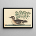 Le Petit Canard Brun, Anas rustica - Mark Catesby — quadro incorniciato alla parete