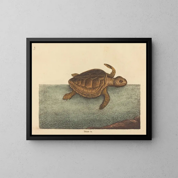 La tartaruga caouanne Testudo cavanna - Mark Catesby — quadro incorniciato alla parete
