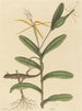 Le Lézard de Lyon Lacerta 6-lineata - Mark Catesby — vista dell’opera