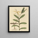 Le Lézard de Lyon Lacerta 6-lineata - Mark Catesby — quadro incorniciato alla parete