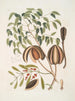 L'acajou - Mark Catesby — vista dell’opera