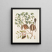 L'acajou - Mark Catesby — quadro incorniciato alla parete