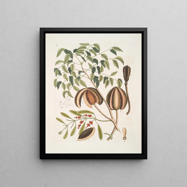 Mark Catesby - The Mahogany Tree.webp