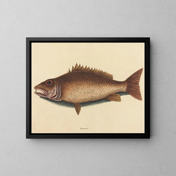 Le vivaneau gris - Mark Catesby — quadro incorniciato alla parete