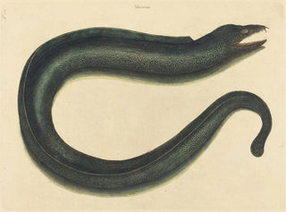 Mark Catesby - The Muray Muraena helena.webp