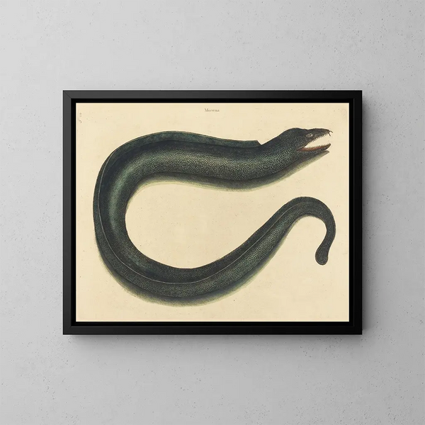 La murène helena - Mark Catesby — quadro incorniciato alla parete