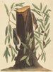 La Sittelle torchepot Sitta europaea - Mark Catesby — vista dell’opera