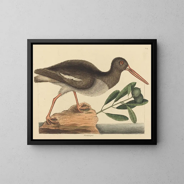 Le Huîtrier pie Haematopus ostralegus - Mark Catesby — quadro incorniciato alla parete