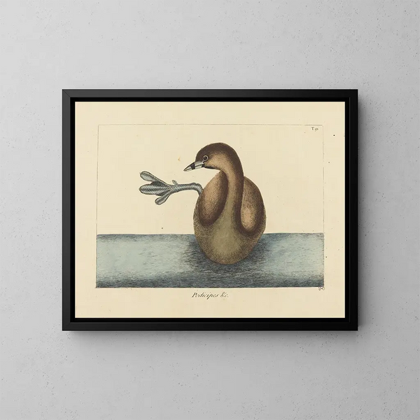 Le Grèbe à bec bigarré - Mark Catesby — quadro incorniciato alla parete