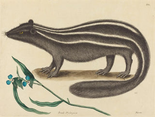 Mark Catesby - The Pole Cat Viverra putorius.webp