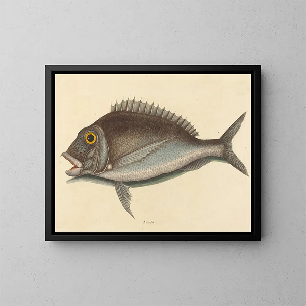 Le Porgy Sparus chrysops - Mark Catesby — quadro incorniciato alla parete